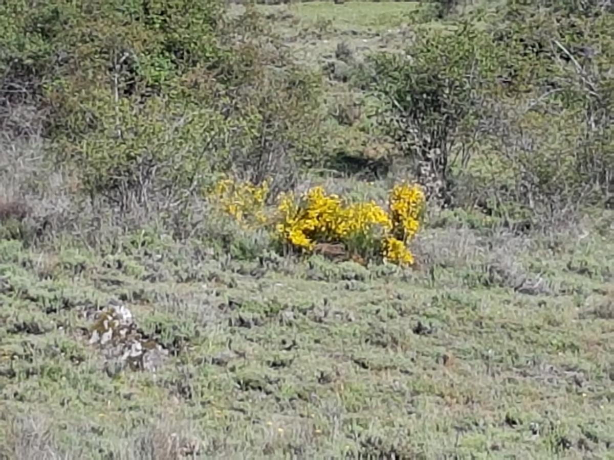 La Posada De Horcajuelo Horcajuelo de la Sierra Eksteriør billede