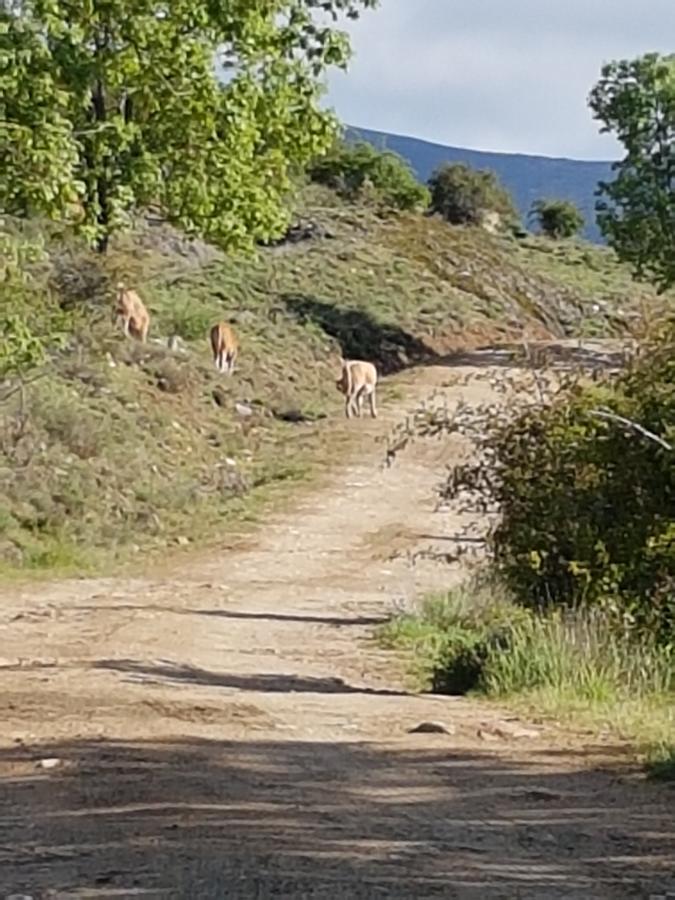 La Posada De Horcajuelo Horcajuelo de la Sierra Eksteriør billede